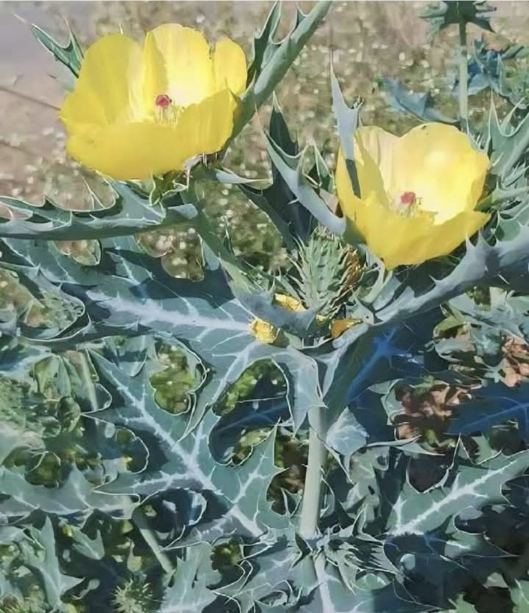 Argemone mexicana પીળો ધતુરો, સત્યાનાશી
